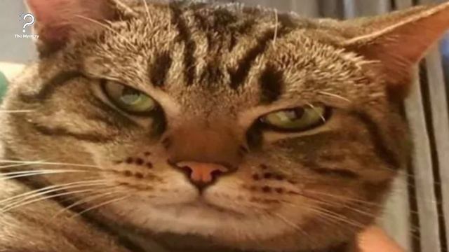 Cat Won’t Stop Staring At Dad All Night, Dad Checks Video And Realizes Why смотреть онлайн