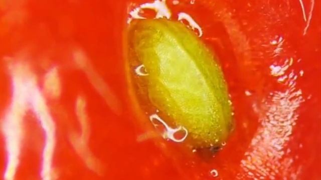Клубника под микроскопом , любимоё ваше лакомство смотреть онлайн