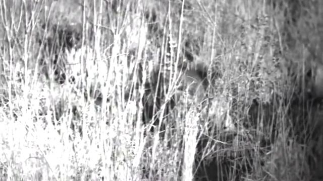 Охота ночью Pulsar Digex N455 Часть 6 Бобёр смотреть онлайн