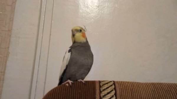 Разговор кореллы