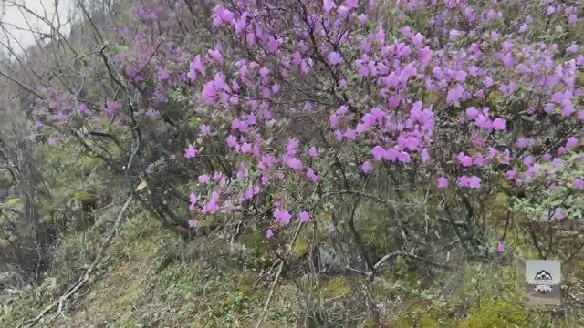 Весна в Горном Алтае 2024. Перевалы Семинский, Чеке-Таман, Кату-Ярык. Цветение Маральник. Часть 2. смотреть онлайн