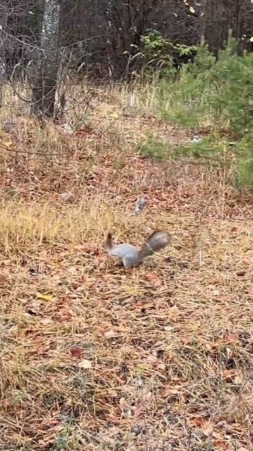 Запасы на зиму. Я тоже набрал уже 5 кг на зиму 😅 смотреть онлайн