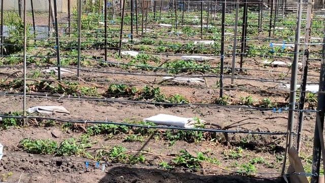 Первые работы на винограднике 2023