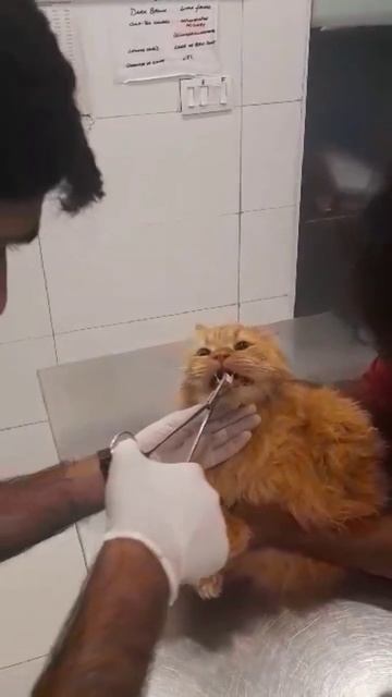 How to give oral medicine tablet to aggressive cat #viral #shorts #cat смотреть онлайн