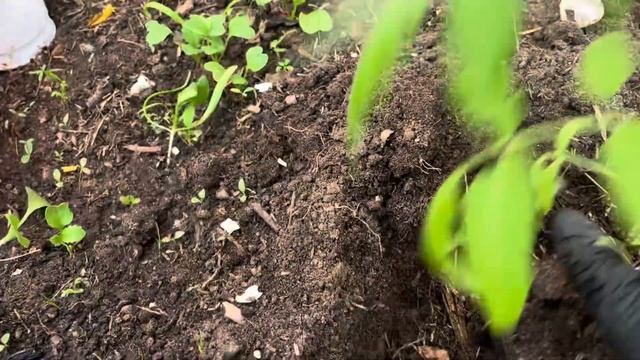Какой должна быть рассада томатов при высадке в грунт смотреть онлайн
