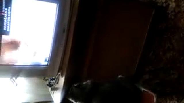 кошка смотрит телевизор смотреть онлайн