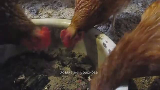 Угли и зола для кур смотреть онлайн
