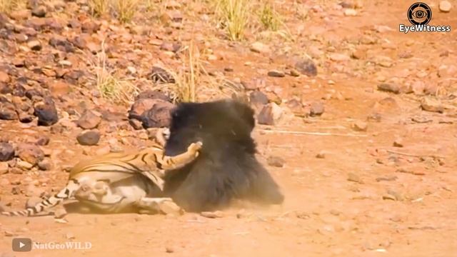 15 Times Tiger Messed With The Wrong Opponent Tiger Powerless Before the Wisdom of Monkey смотреть онлайн