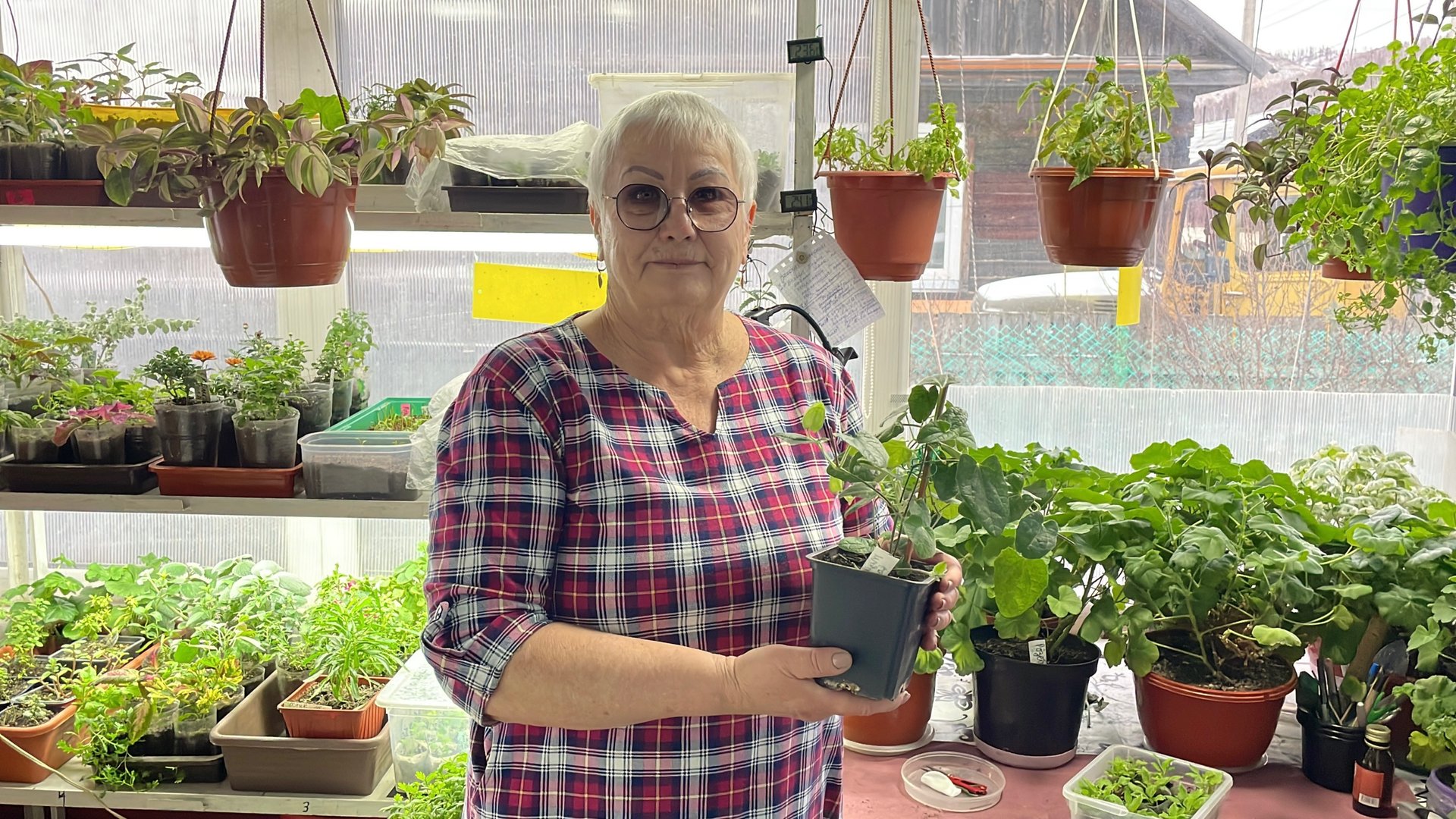 Ищу лучший способ укоренения Тунбергии. смотреть онлайн