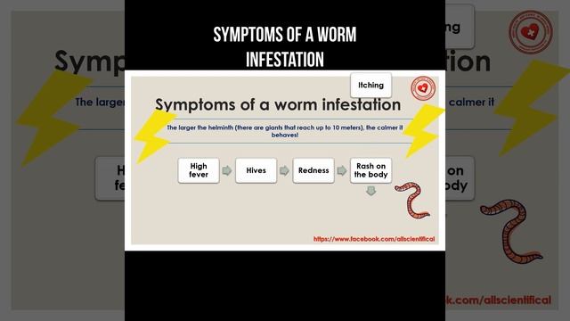 Symptoms of a worm infestation #worm #infestation #helminth #parasitology смотреть онлайн