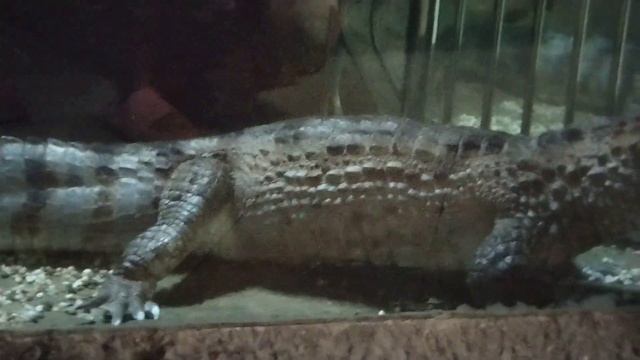 Тропическая Амазонка, Океанариум - экзотеррариум, Лазаревское 2023 смотреть онлайн