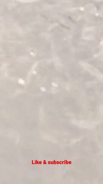 pangas seeds best quality, seed stock, feeding fish in high density смотреть онлайн