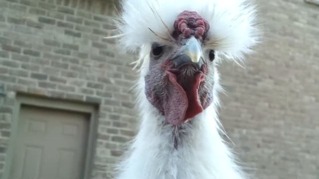 Albedo close up смотреть онлайн