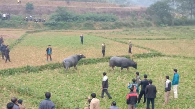 Choi trau sin cheng bac ha khoa giang смотреть онлайн