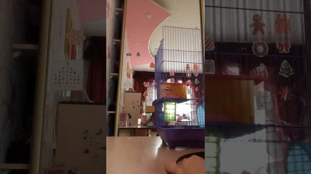 Что нужно для ухода за джунгарским хомячком мой хомячок 🐹 смотреть онлайн