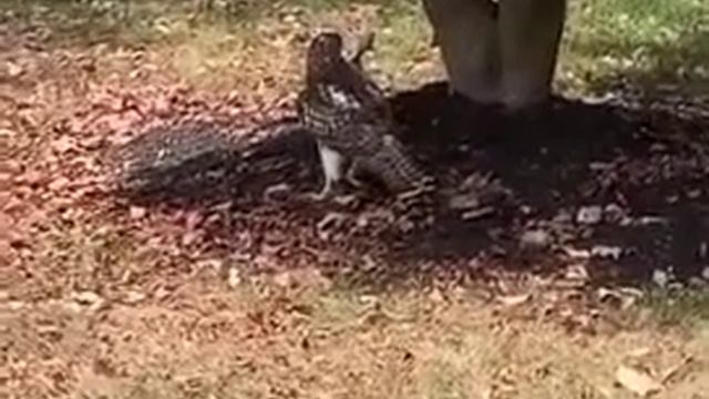 [Присланные] • [01] • [Юмор] • Чё он такой борзый? смотреть онлайн