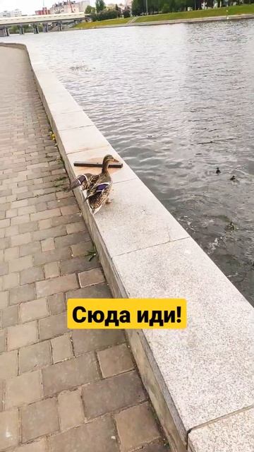 Сюда иди! | Утки / Орел / Набережная смотреть онлайн