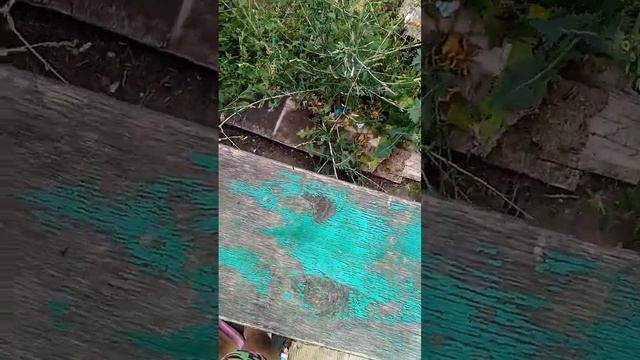 прогулка с кроликом смотреть онлайн