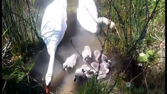 Чудесная семья!Beautiful swans family! смотреть онлайн
