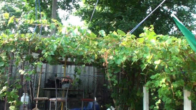 Turkmeistan Ata Watan Turkmenilim Turkmensahra Kanada Toronto ON Gurban Bayrami # 00- 04/09/2017