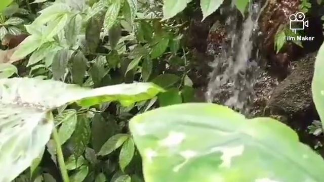 Amazon jungle sabase bada jungle смотреть онлайн