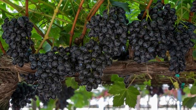 Red Grapes Vs. Black Grapes! ARRA Fire Crunch VS ARRA Mystic Charm #grape