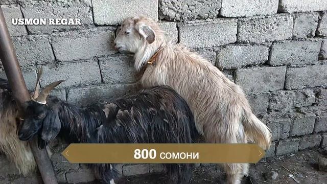 гов бозори хисор нархи гусфандхо смотреть онлайн