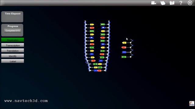 Interactive 3D DNA