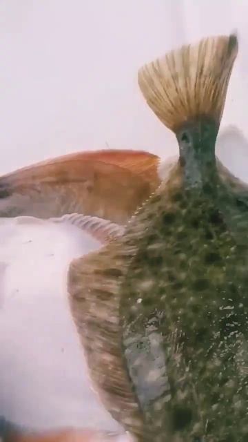 Брюхо жёлтое, спина как у палтуса, на голове как у бычков морских шипы! Что за рыба???👀🐟🎣 смотреть онлайн