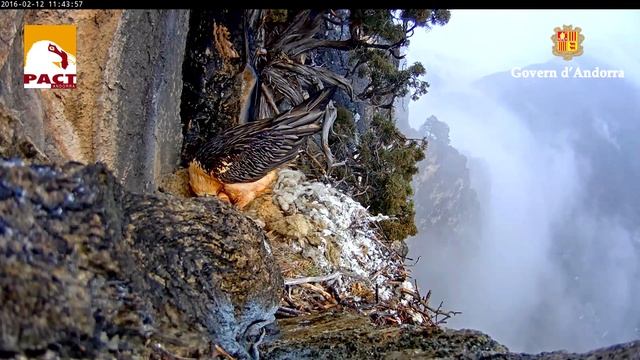 Nest of Gypaetus Barbatus смотреть онлайн
