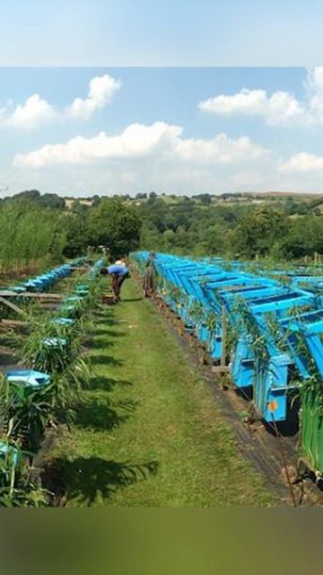 Британец выращивает мебель без вреда для природы