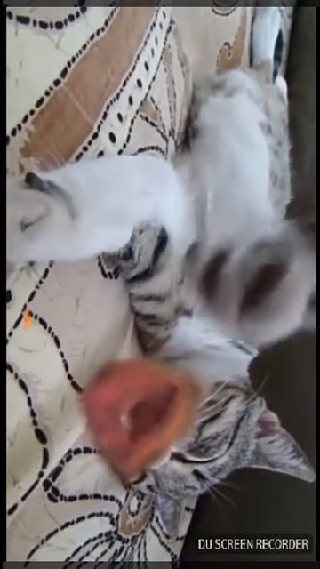 Кошки разговаривают 😂😂😂😂 смотреть онлайн