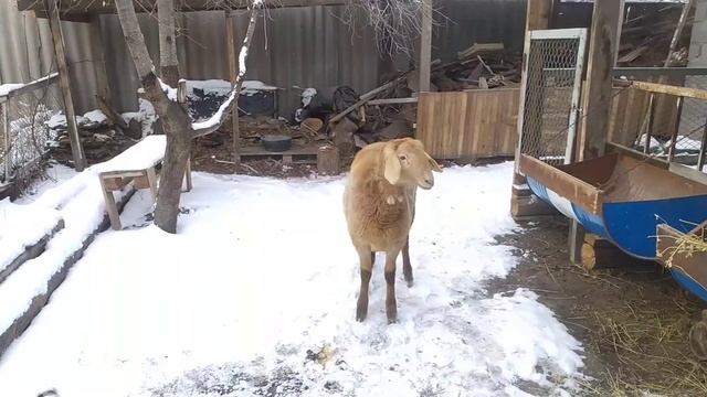 Продаётся  ярочка линия Ландраса возраст 8.5 месяцев цена 30 тысяч тел 0999366565