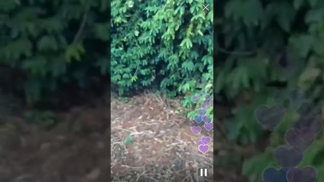 Perisope - Maui Grown Coffee Farm - Maui Mokka смотреть онлайн