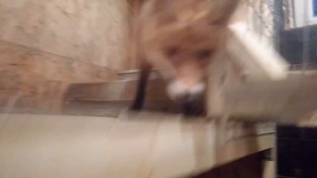 Ночной шилопопый лис Кубик смотреть онлайн