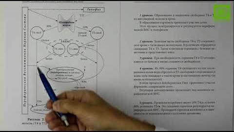 Гормоны щитовидной железы, щитовидная железа гормоны щитовидной железы