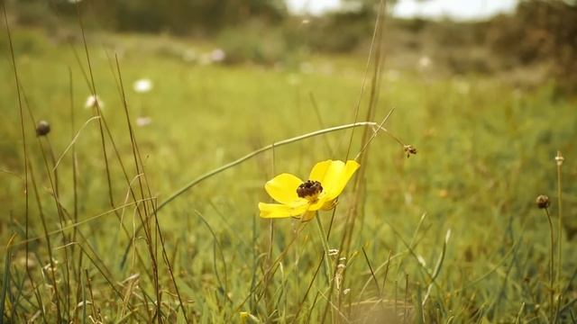 Афонские старцы. О смутах и войнах смотреть онлайн