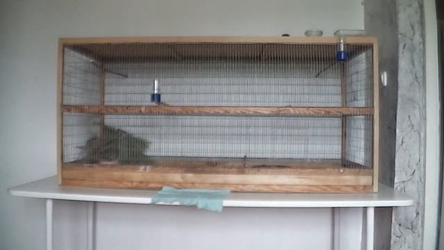 Дикие реполовы. Размножение в квартире. смотреть онлайн