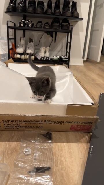new litter box furniture ! смотреть онлайн