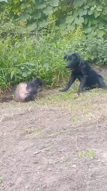 Дружба кошки и собаки смотреть онлайн