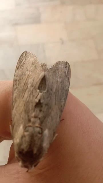beautiful creation of Allah, sphinx moth #shortvideo #amazingfacts смотреть онлайн
