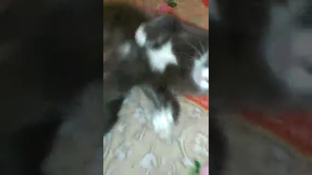Пьяная кошка 2 смотреть онлайн