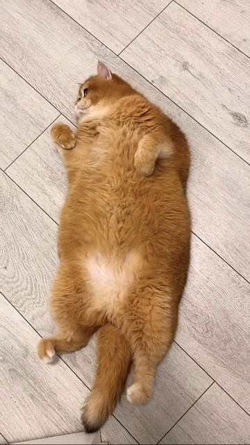 Тик ток про животных / тик ток животные / смешные животные / приколы / тик ток тренды / 2021 / смотреть онлайн