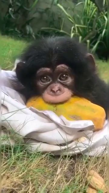Baby Chimpanzee eating fruit । #shorts #youtubeshorts #short смотреть онлайн