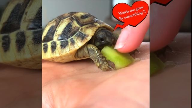 Tortoise Eating ( BABY Turtle ) 🐢81 смотреть онлайн