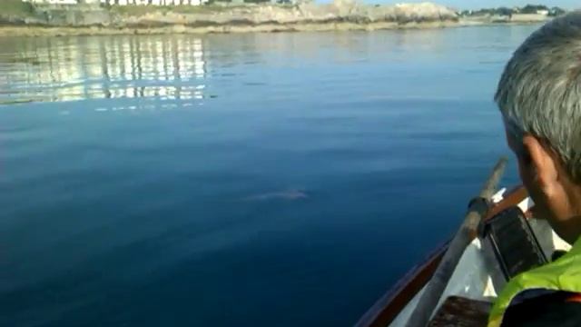 Smooth Hound Shark смотреть онлайн