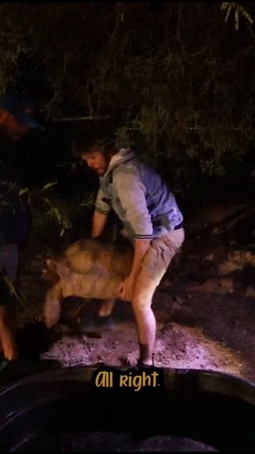 What happens to tortoises we rescue. смотреть онлайн