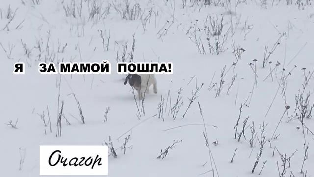 КОЗЫ ОТПРАВИЛИСЬ НА ПРОГУЛКУ. А ДВУХДНЕВНАЯ КОЗОЧКА ПОШЛА ЗА НИМИ И ПОТЕРЯЛАСЬ В СНЕЖНОМ ПОЛЕ смотреть онлайн
