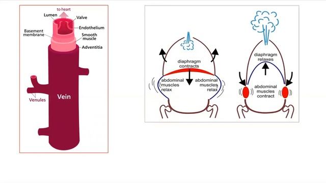 Cardiac Output 1 Determinants of Stroke Volume смотреть онлайн