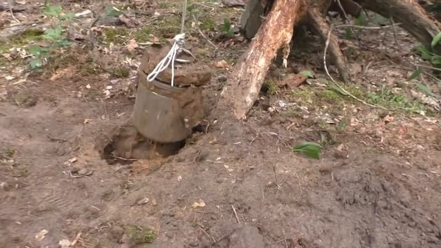 КЛАД ЗОЛОТЫХ МОНЕТ ПОД ТЫСЯЧЕЛЕТНИМИ КОРНЯМИ! смотреть онлайн